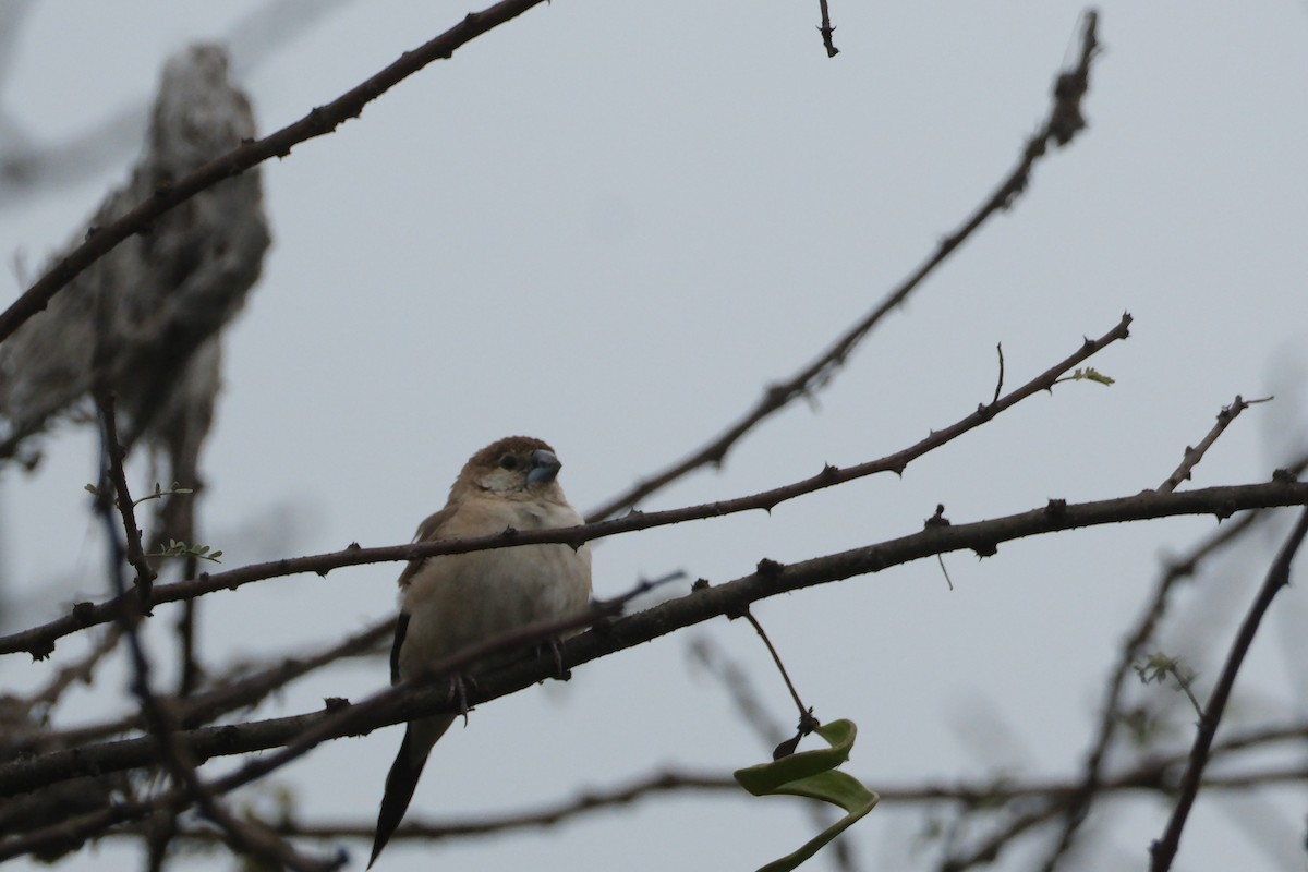 Indian Silverbill - ML650437482