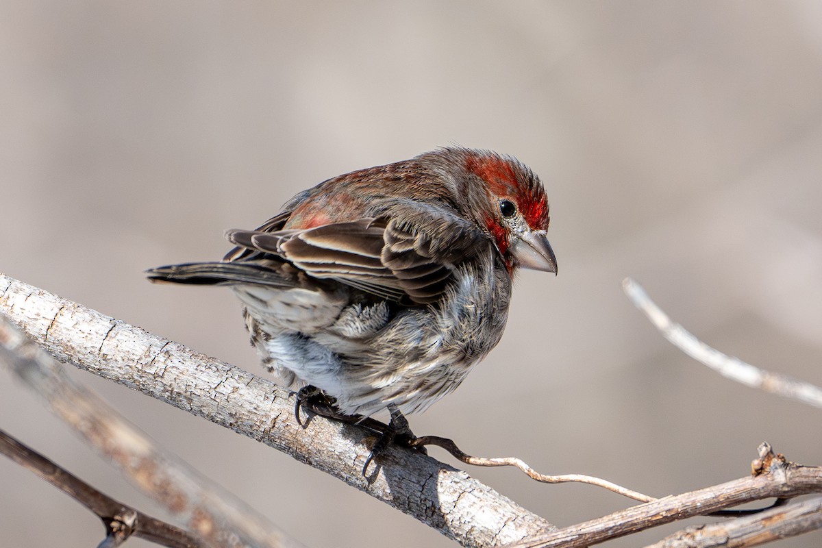 Ev Çütresi - ML650437498