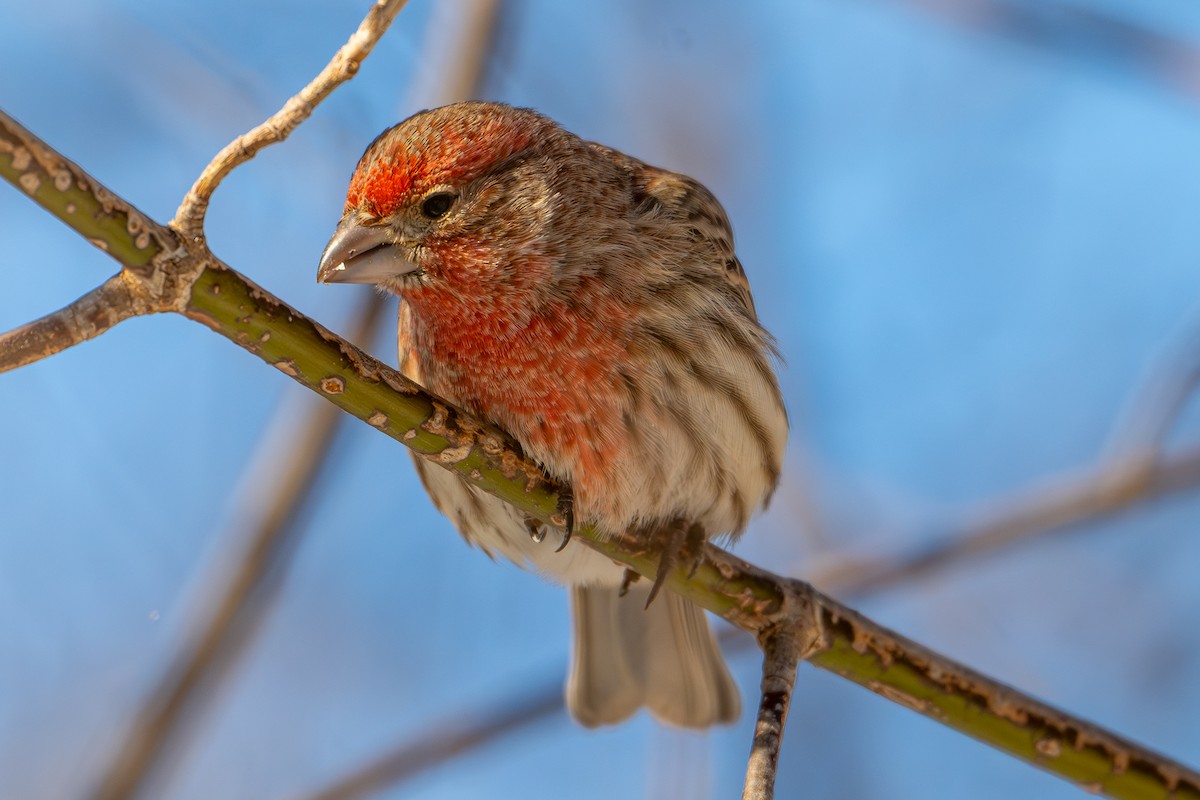 Ev Çütresi - ML650437499