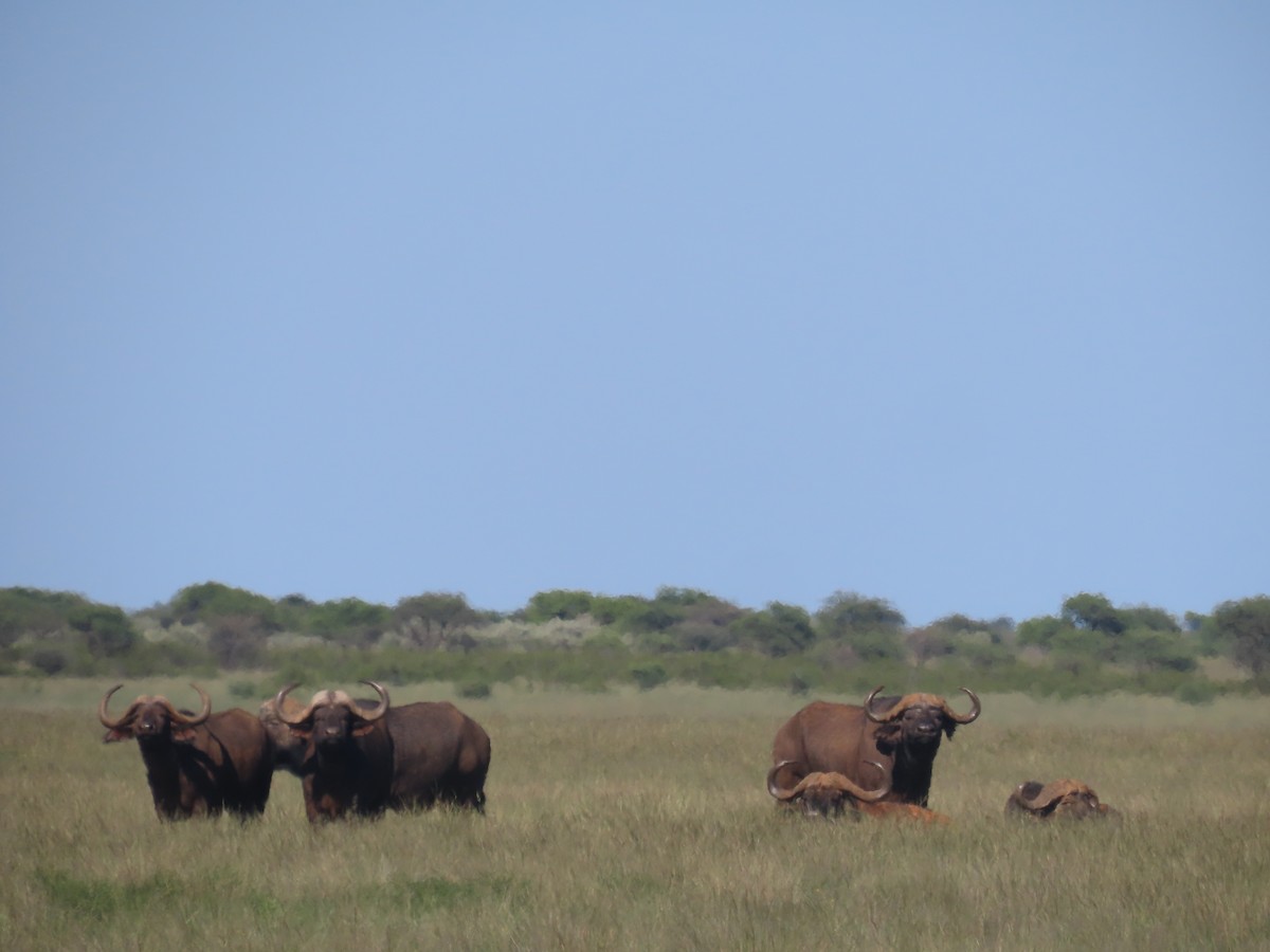 Cape Buffalo - ML650437532