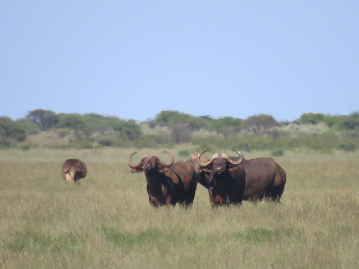 Cape Buffalo - ML650437533