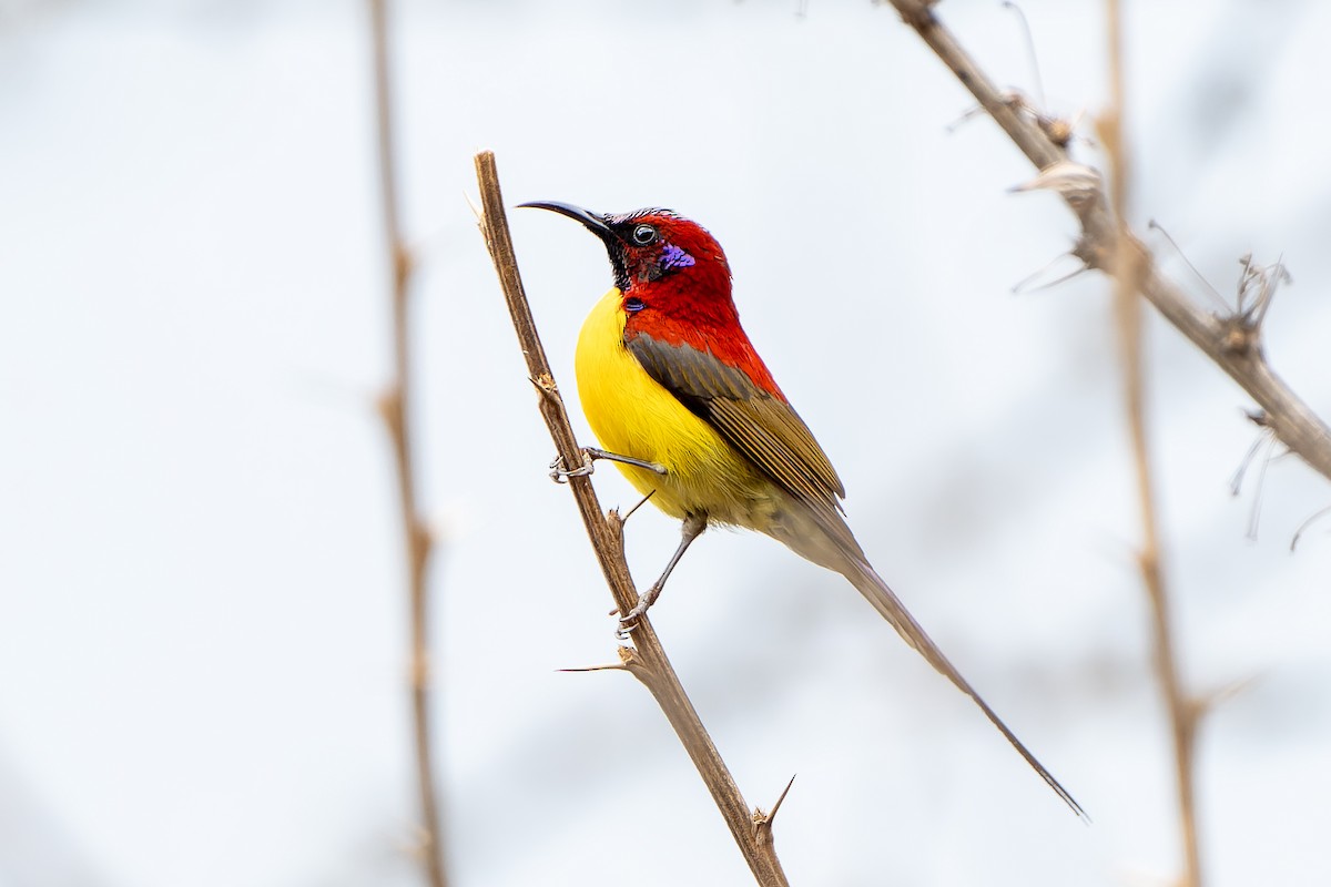 Mrs. Gould's Sunbird (Yellow-breasted) - ML650437535