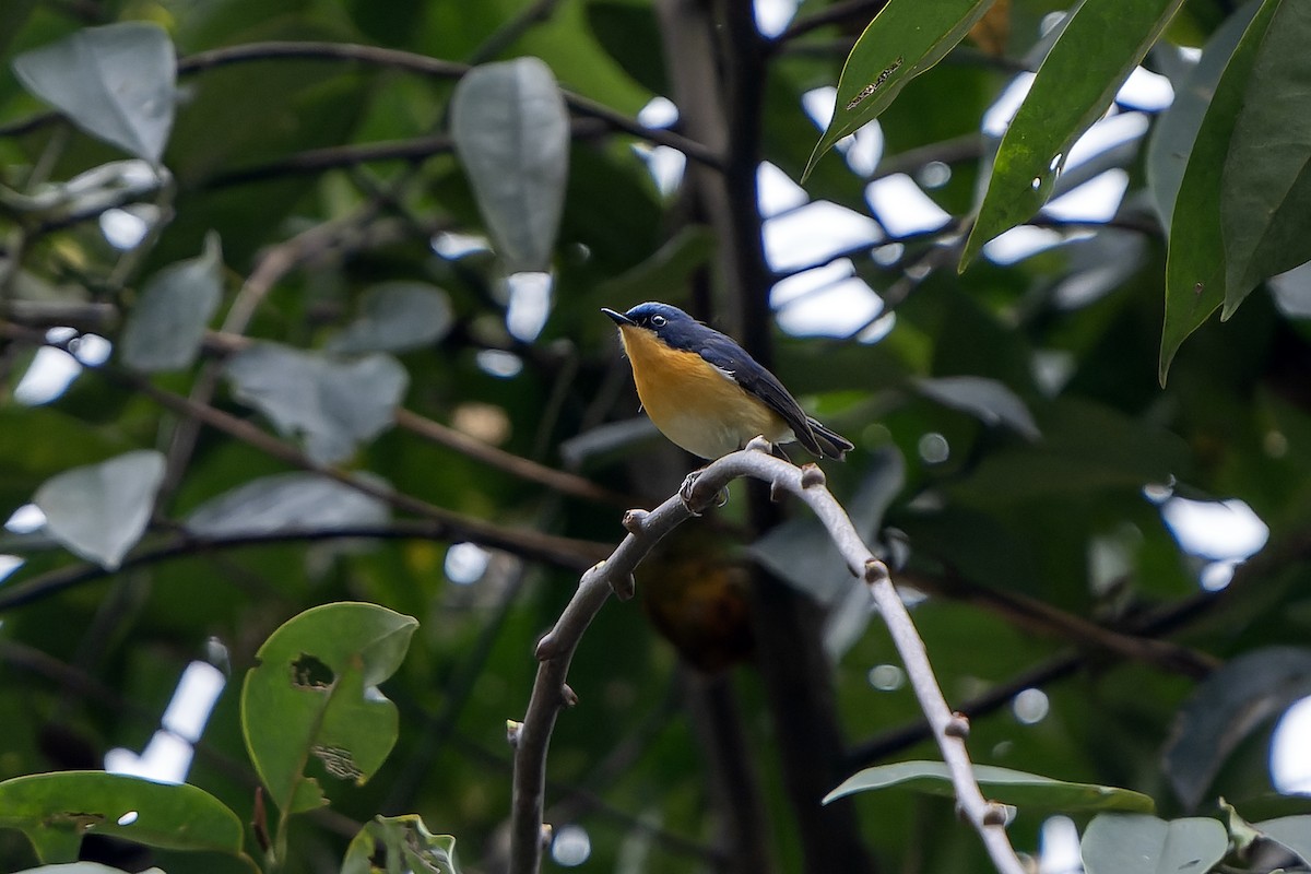 Pygmy Flycatcher - ML650437575