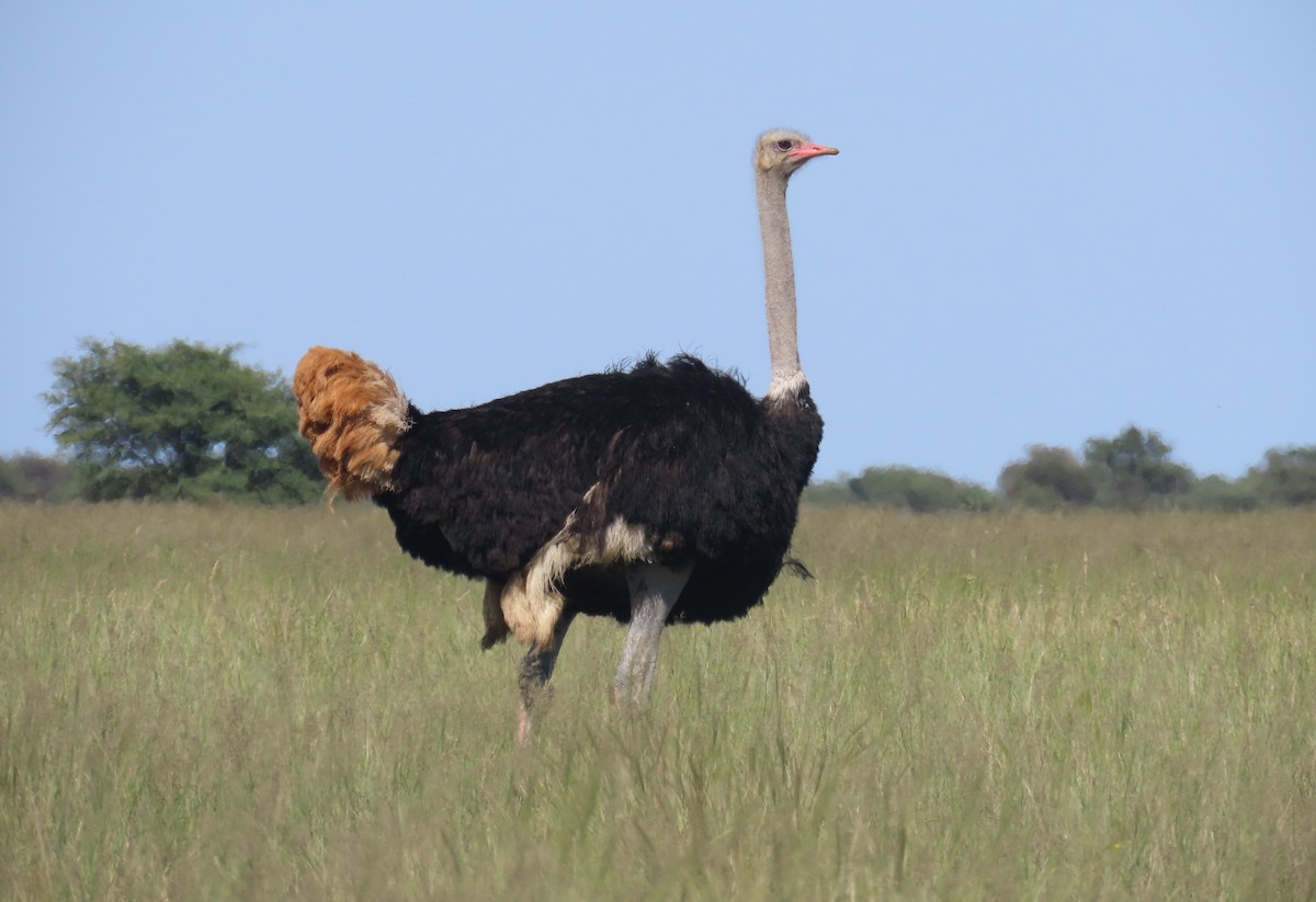 Common Ostrich - ML650437584