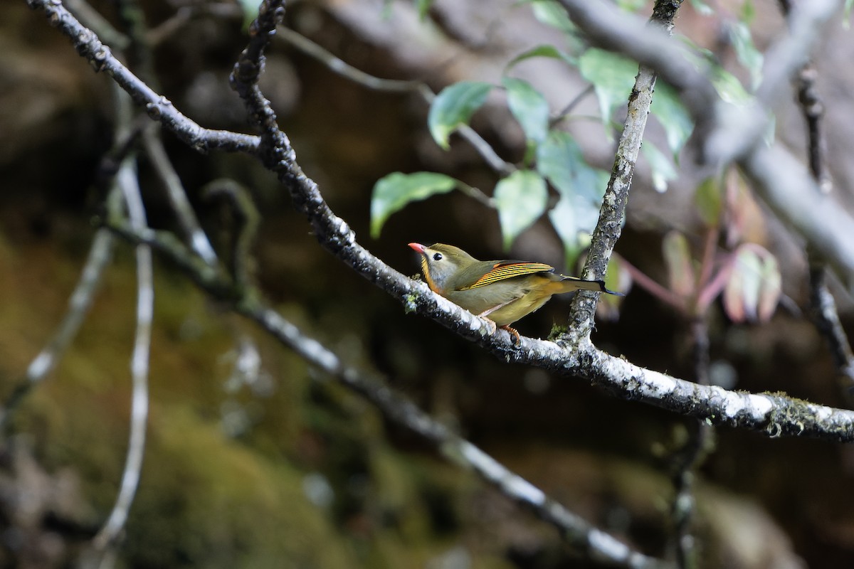 Red-billed Leiothrix - ML650437614