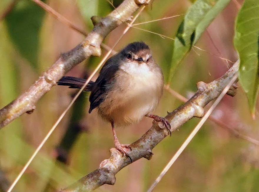 Tawny-flanked Prinia - ML650437616