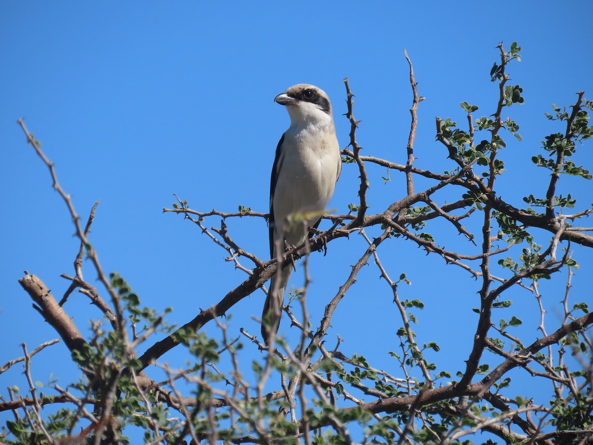 Lesser Gray Shrike - ML650437632