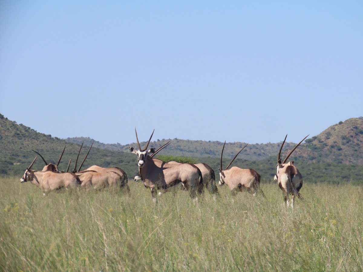 Gemsbok - ML650437658