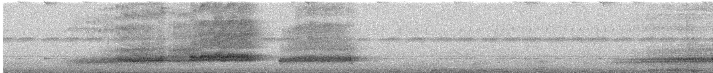 Effraie des clochers (poensis) - ML650437684