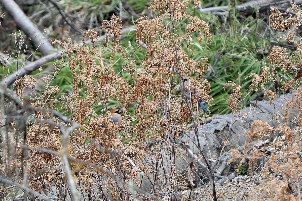 Red-headed Bullfinch - ML650437685