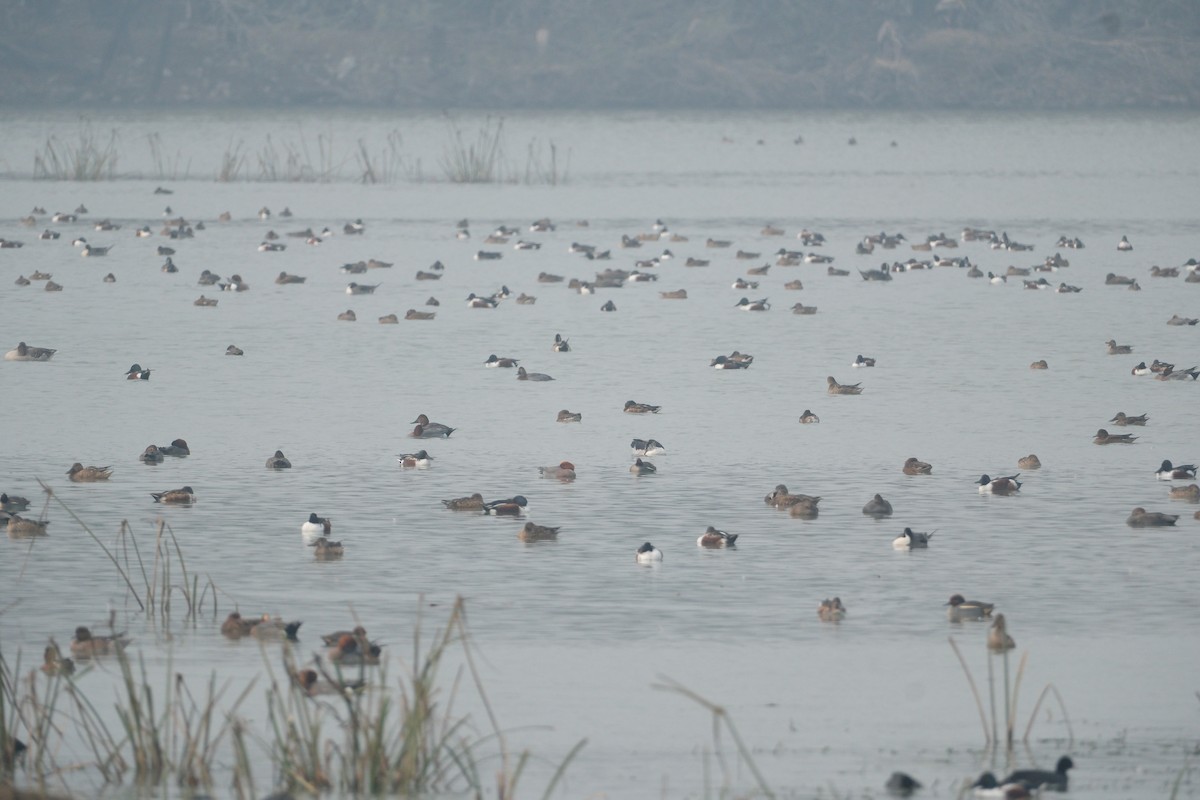 Common Pochard - ML650437791