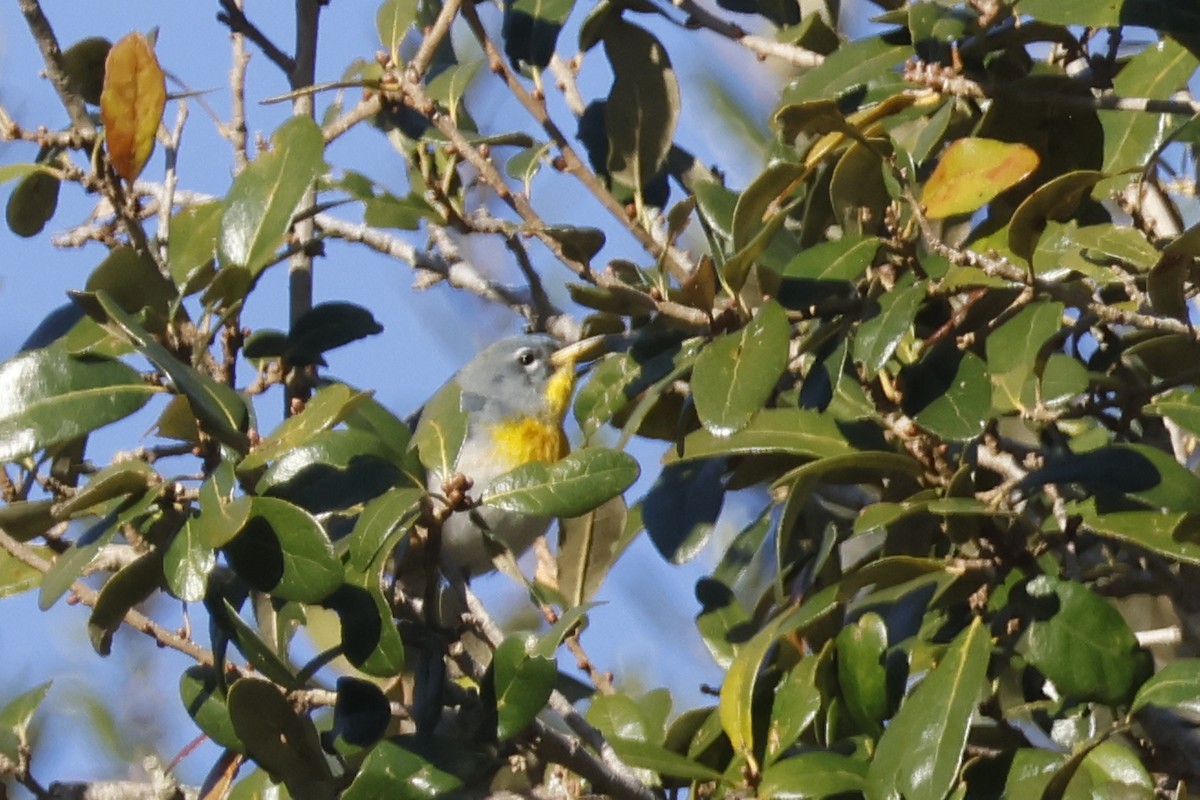 Northern Parula - ML650437844