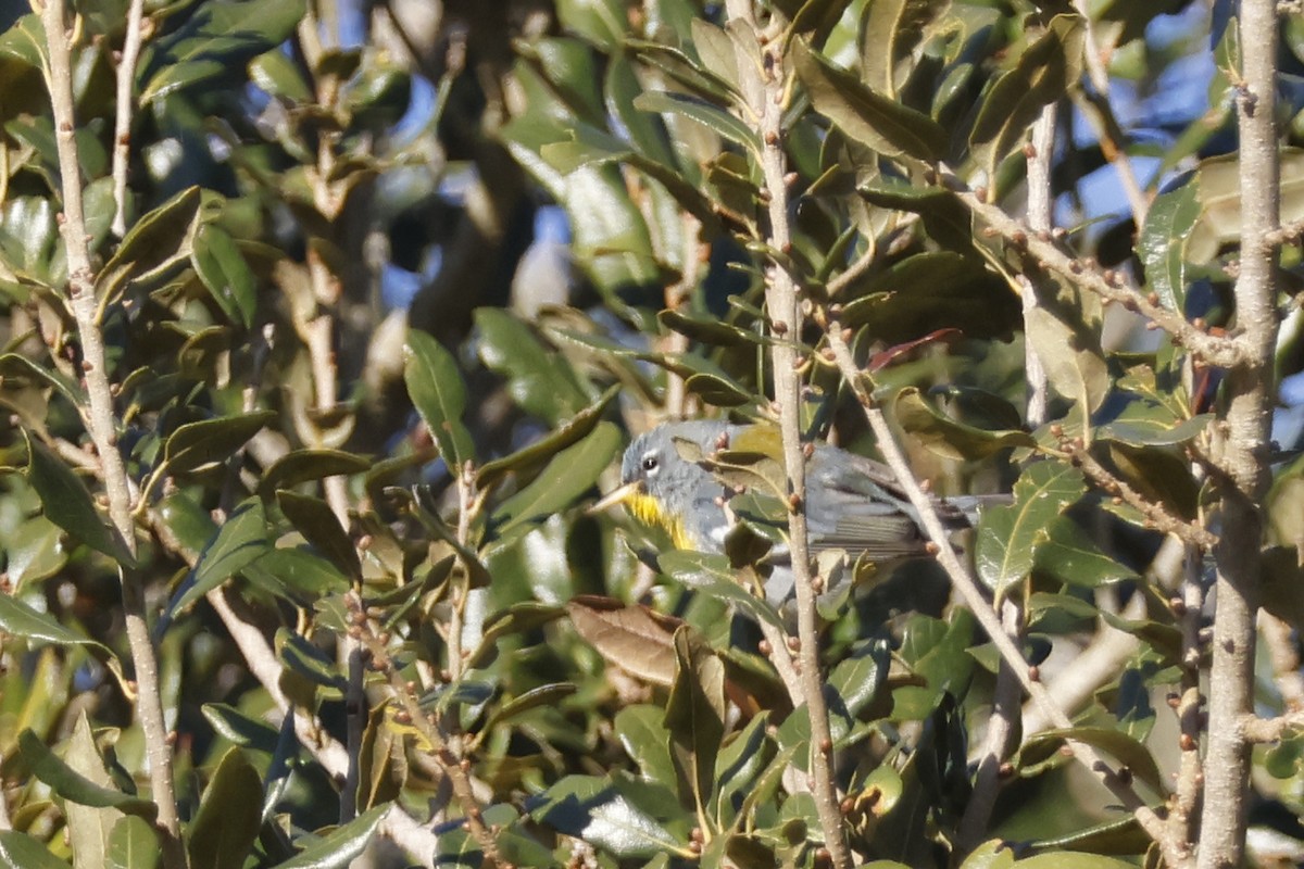 Northern Parula - ML650437845