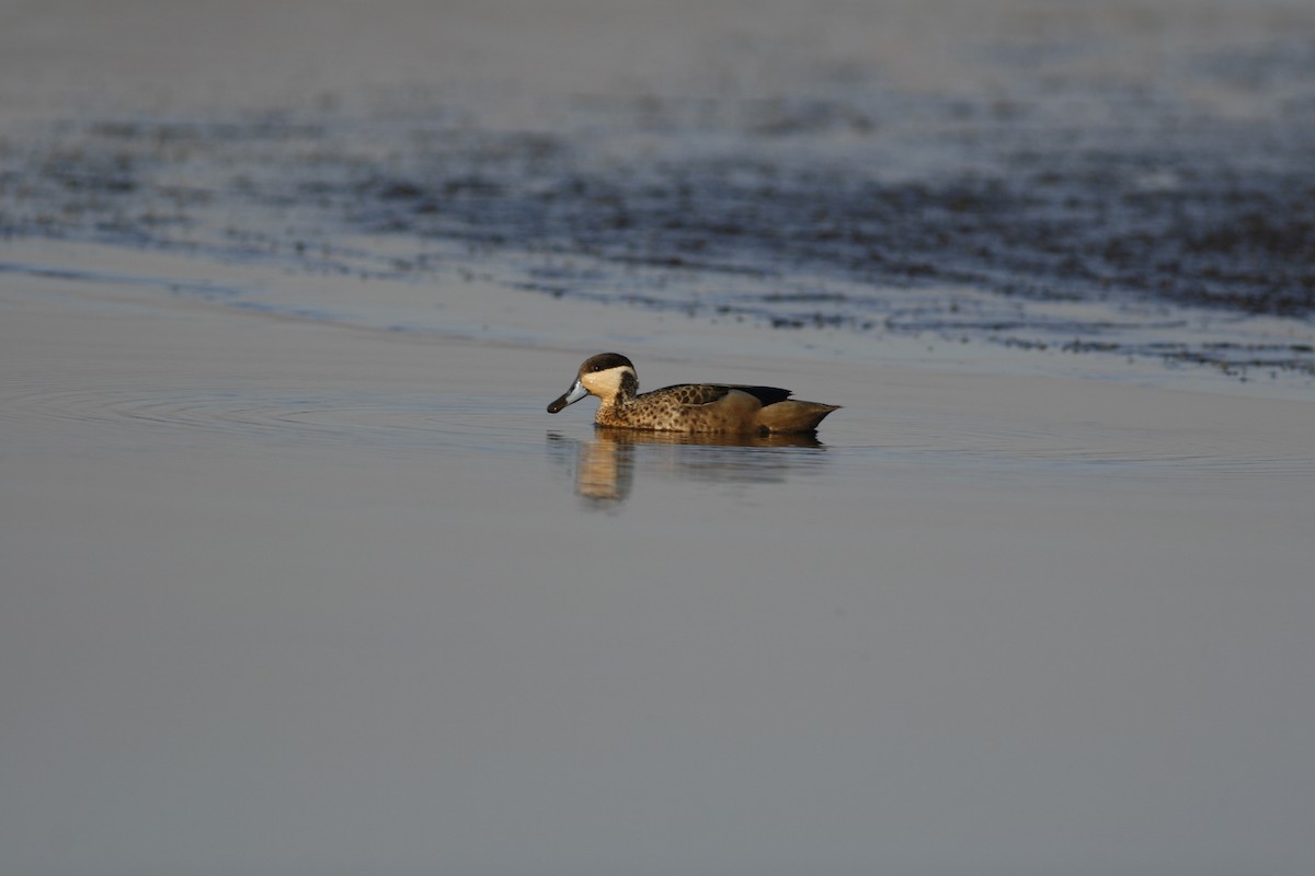 Blue-billed Teal - ML650437949