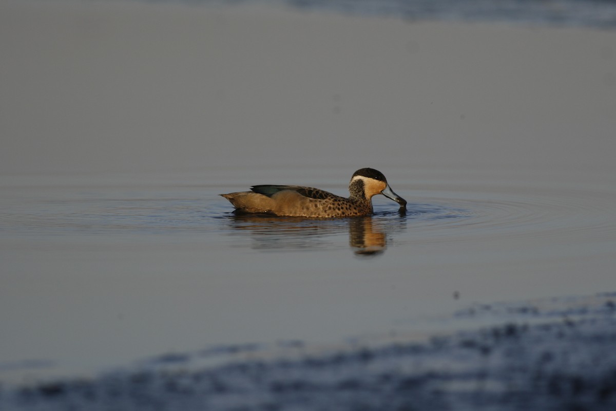 Blue-billed Teal - ML650437950