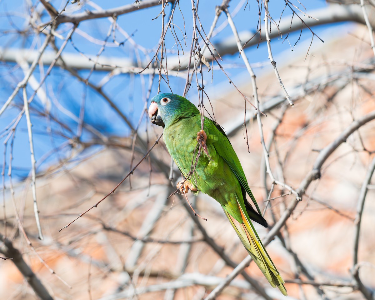 Conuro capoazzurro - ML650437992