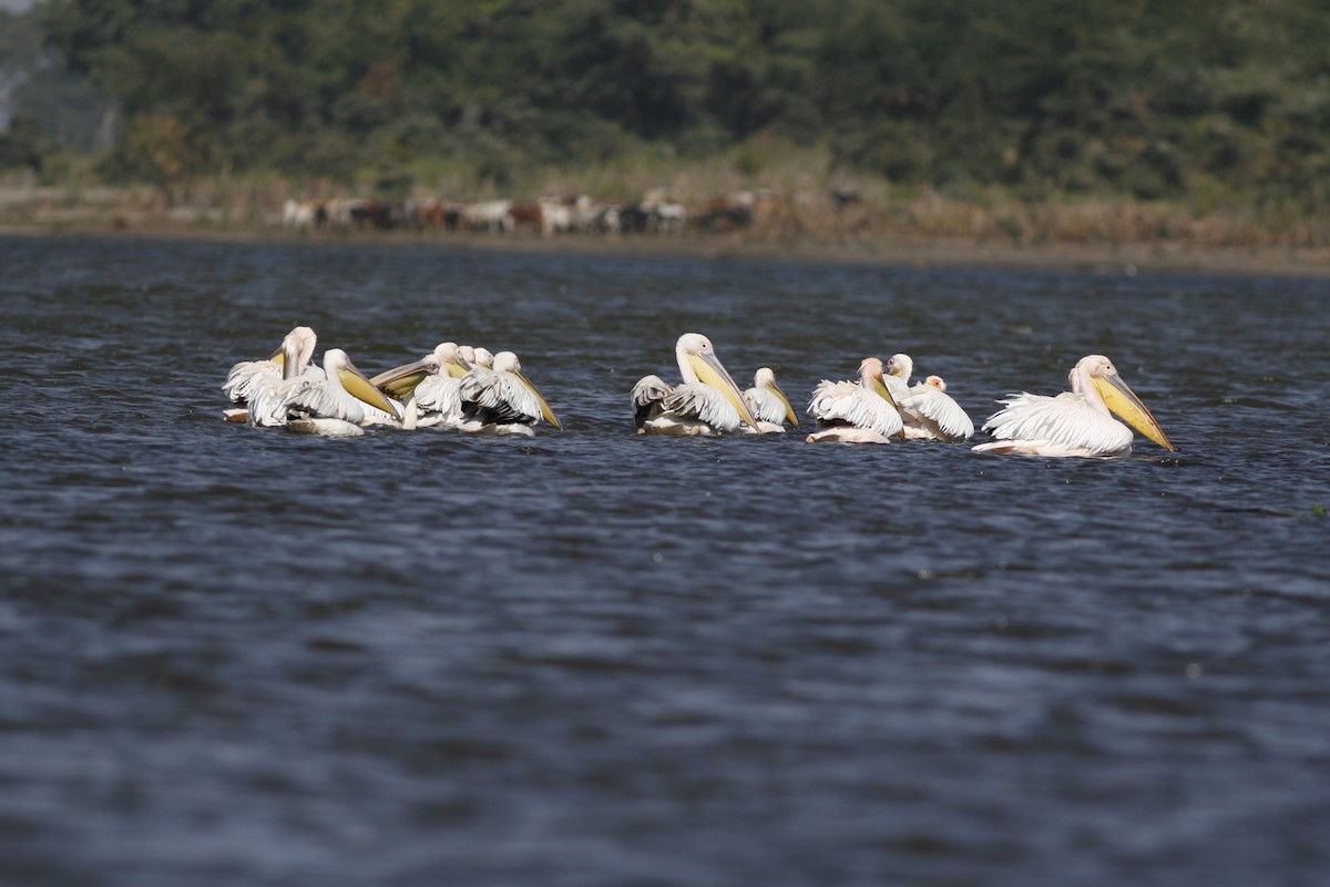 Pélican blanc - ML650438100