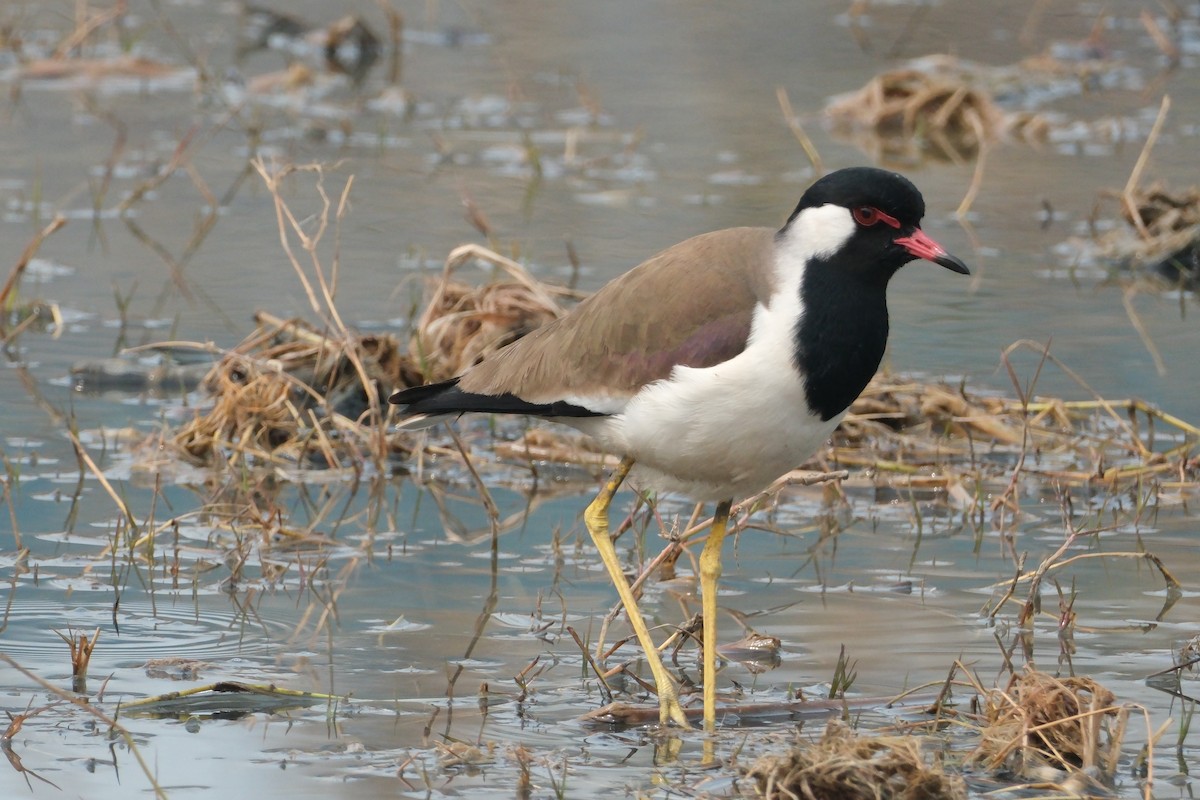 Red-wattled Lapwing - ML650438151
