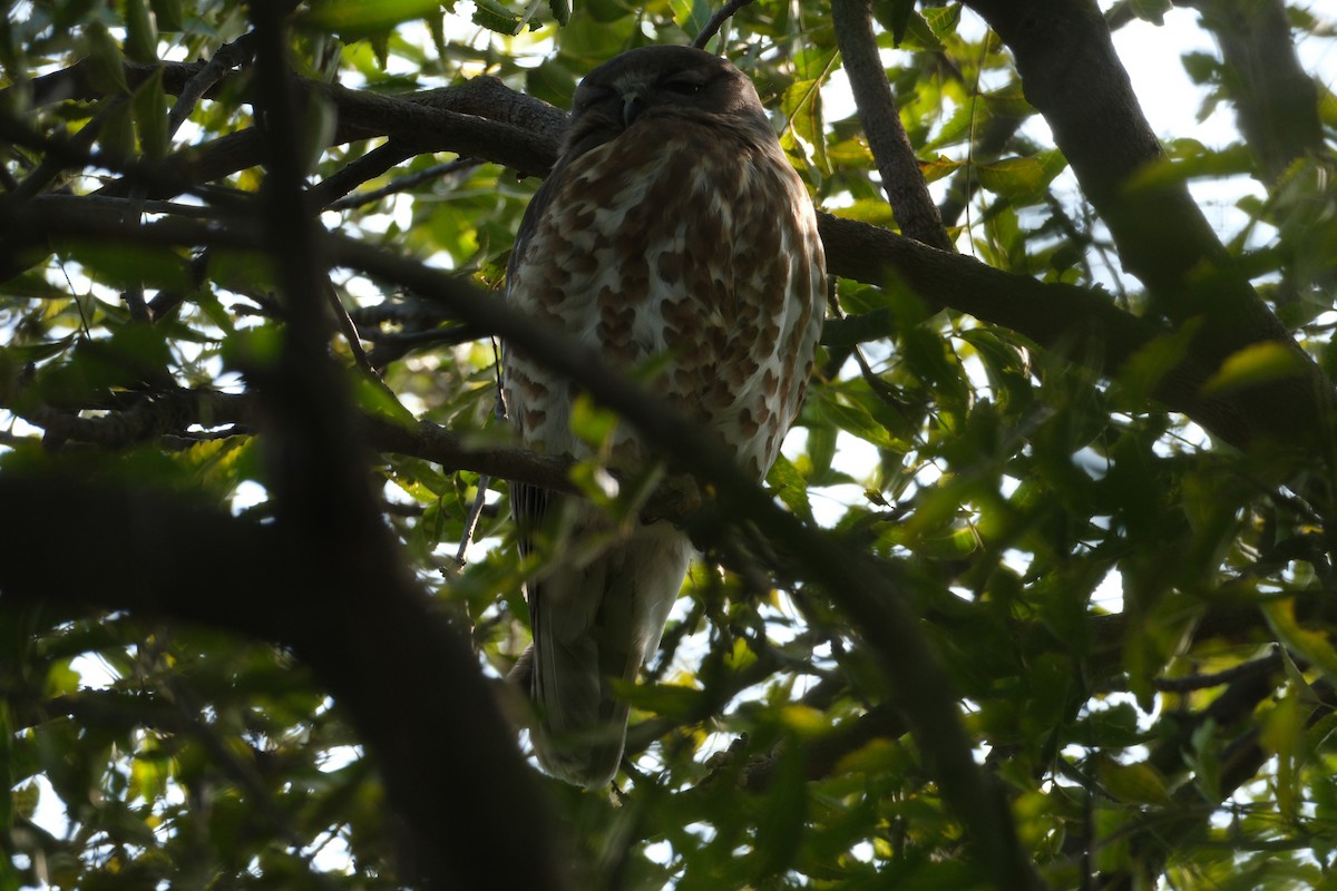 Brown Boobook - ML650438206