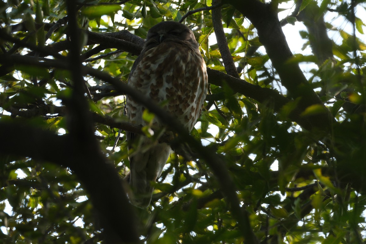 Brown Boobook - ML650438235