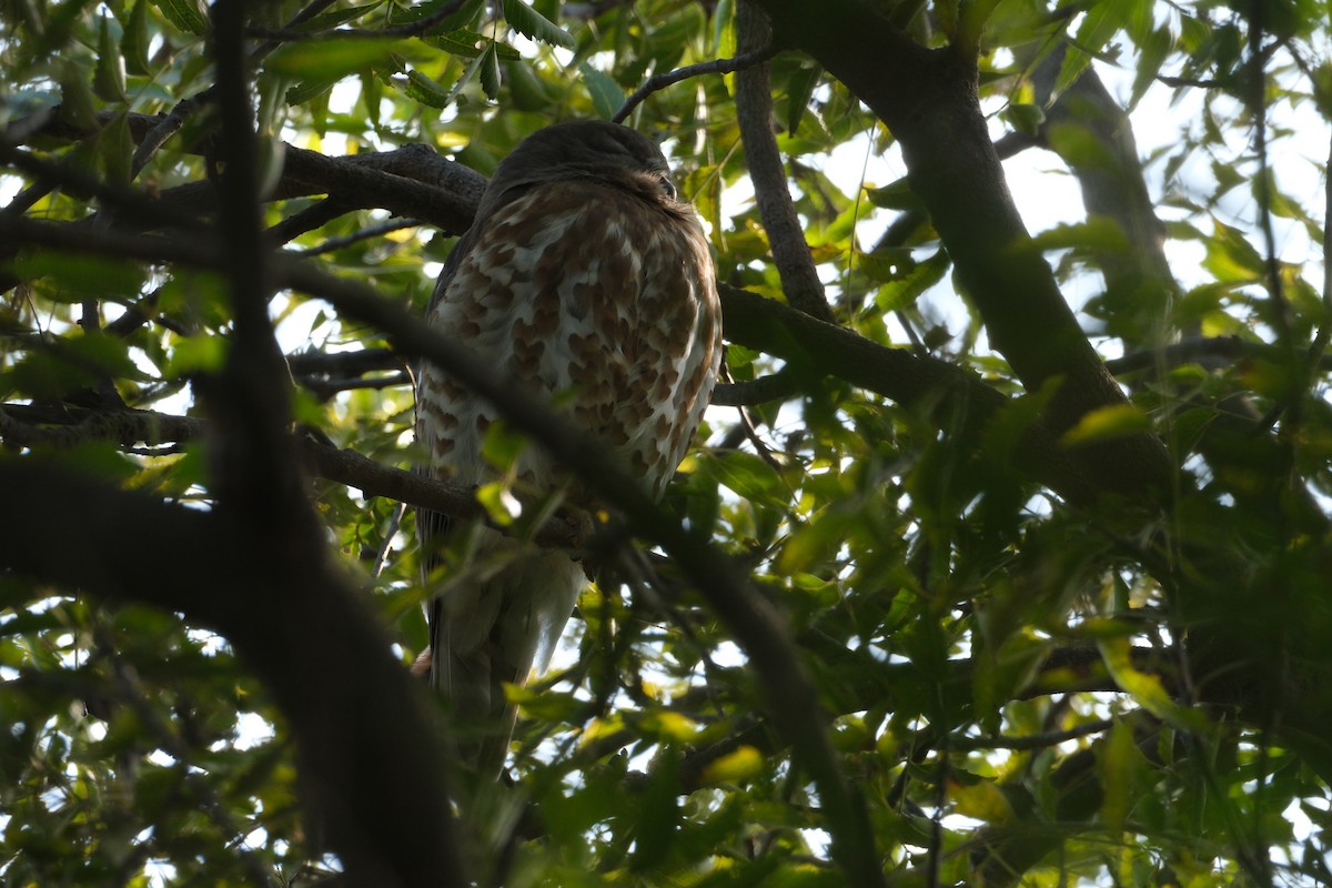 Brown Boobook - ML650438236