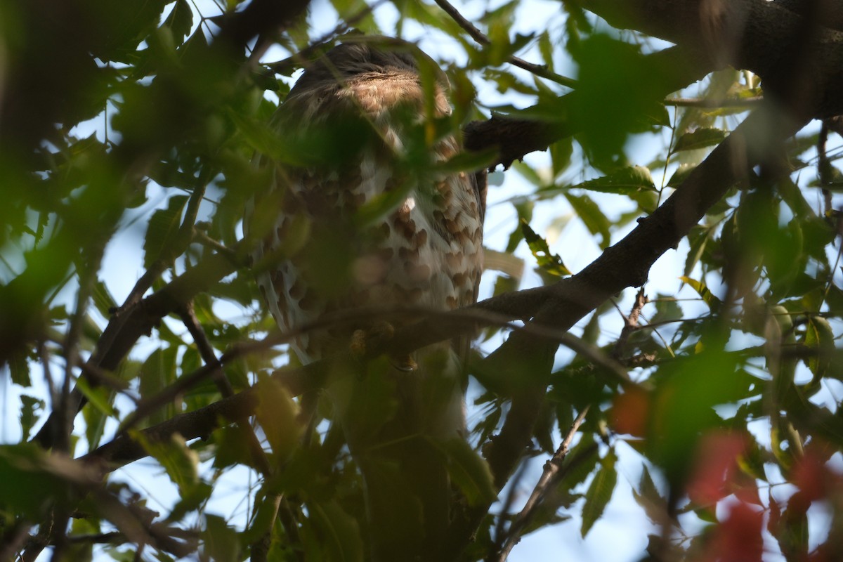 Brown Boobook - ML650438273