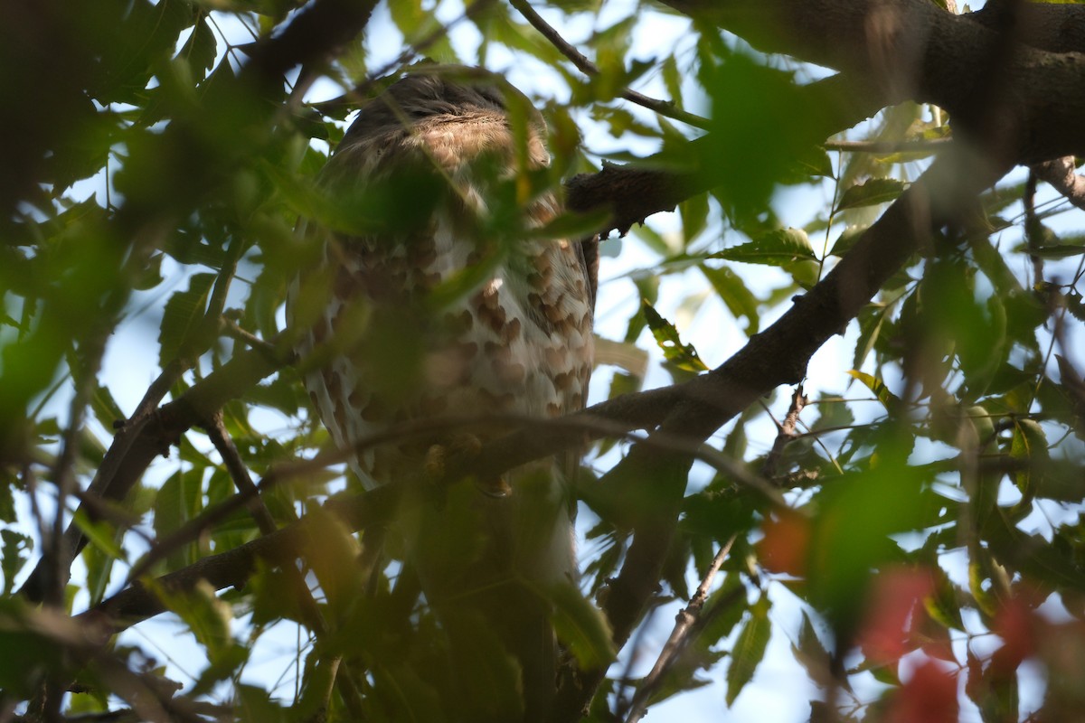 Brown Boobook - ML650438274