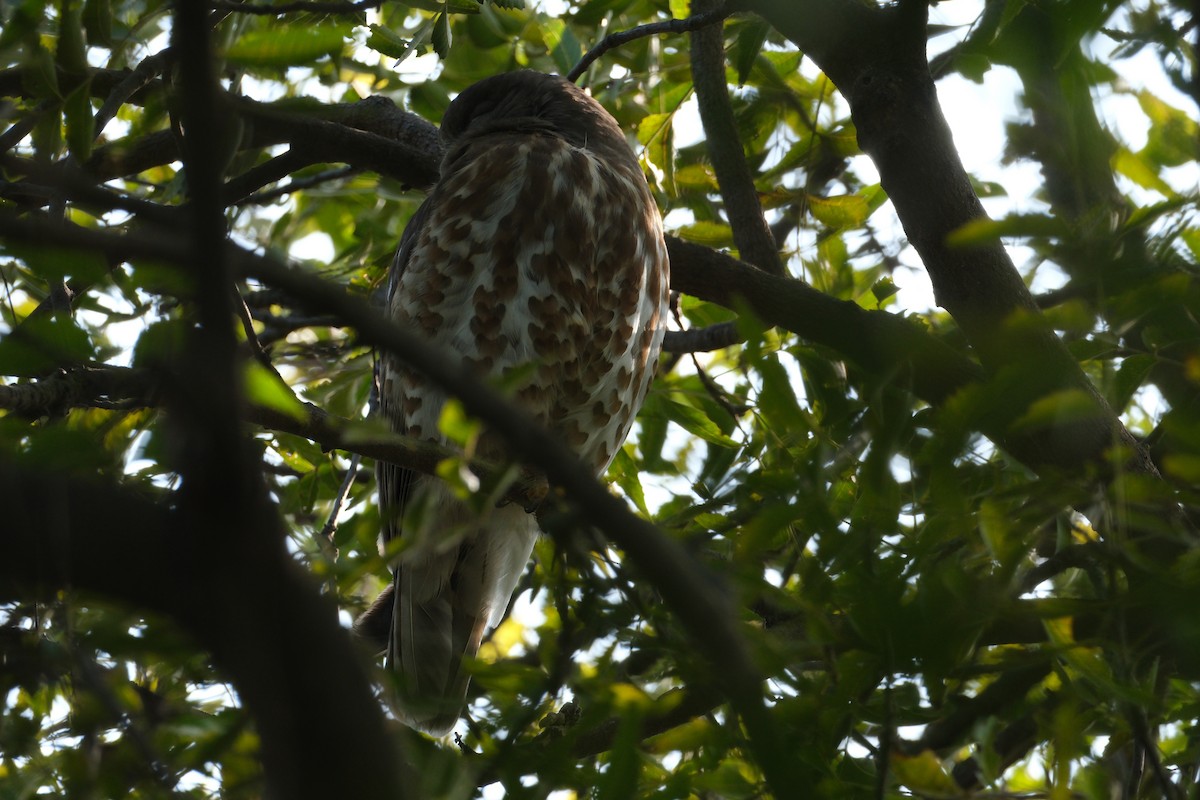Brown Boobook - ML650438299