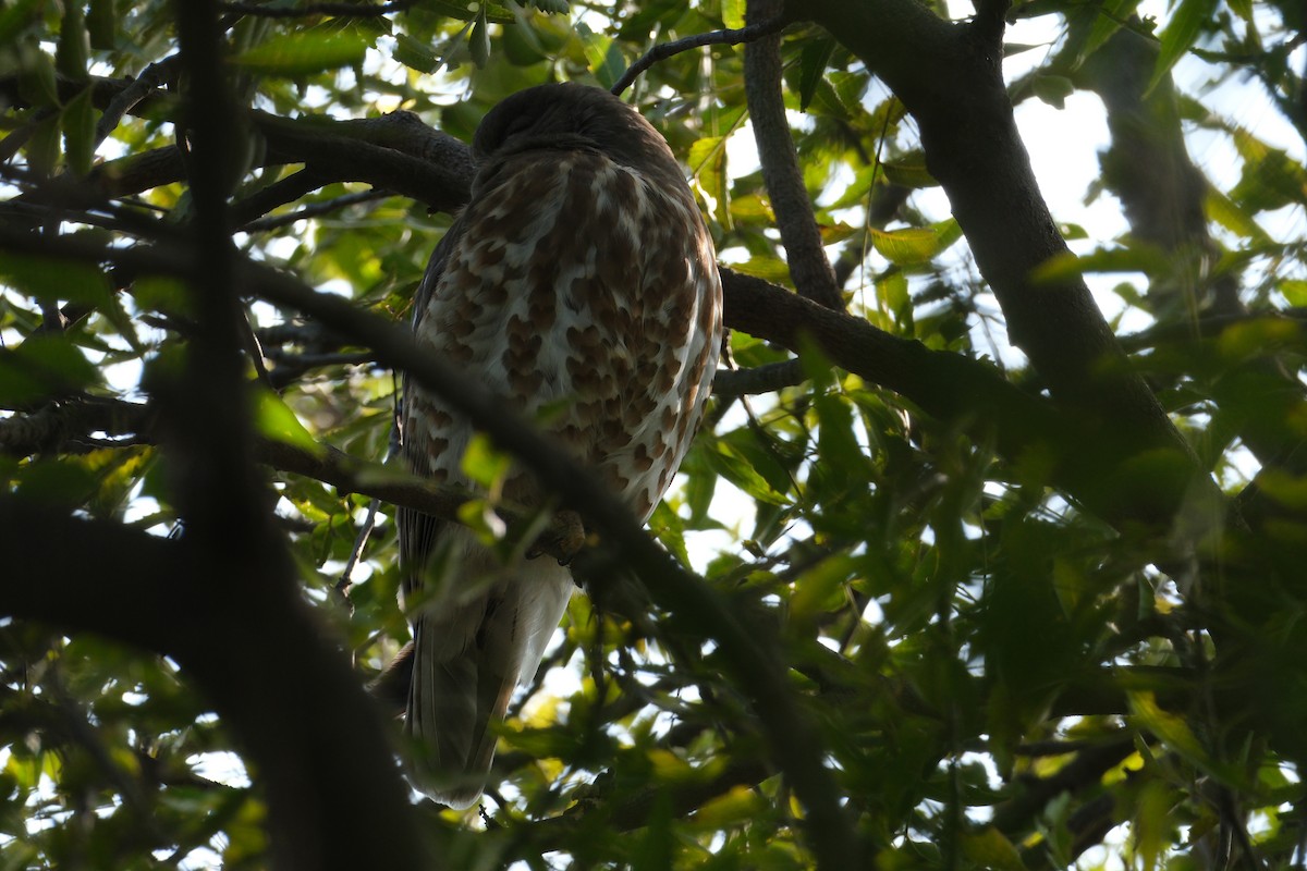 Brown Boobook - ML650438300