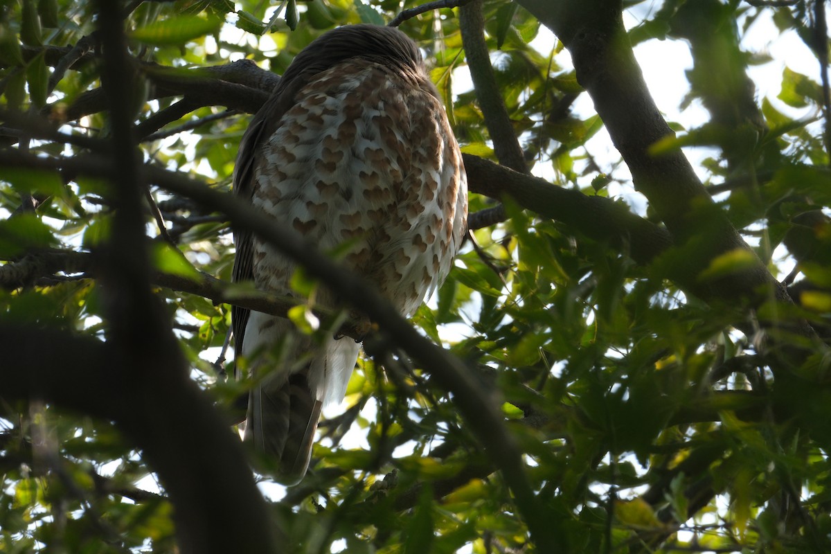 Brown Boobook - ML650438351