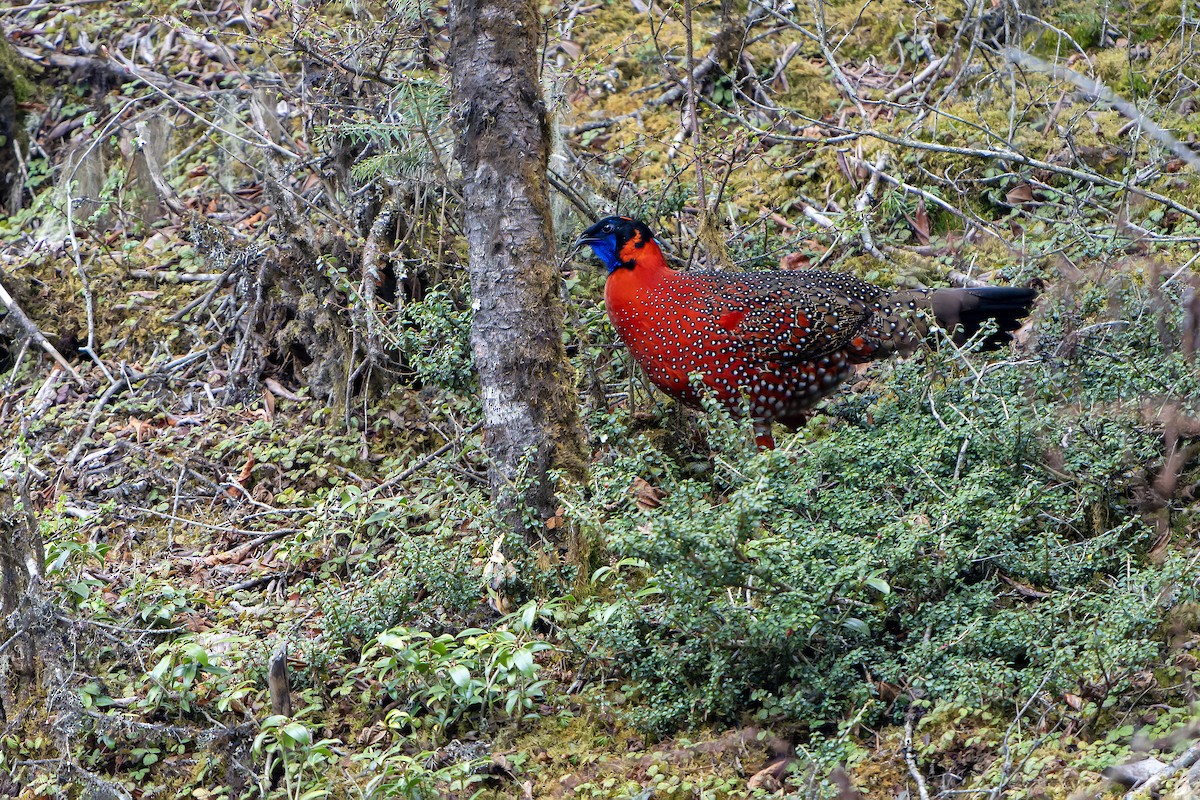 Satyr Tragopan - ML650438357