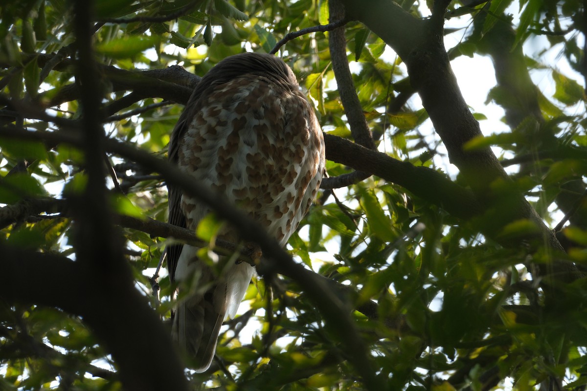 Brown Boobook - ML650438397