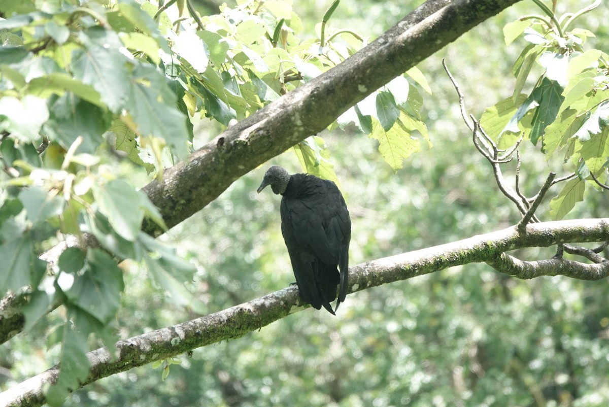 Чёрная катарта - ML650438411