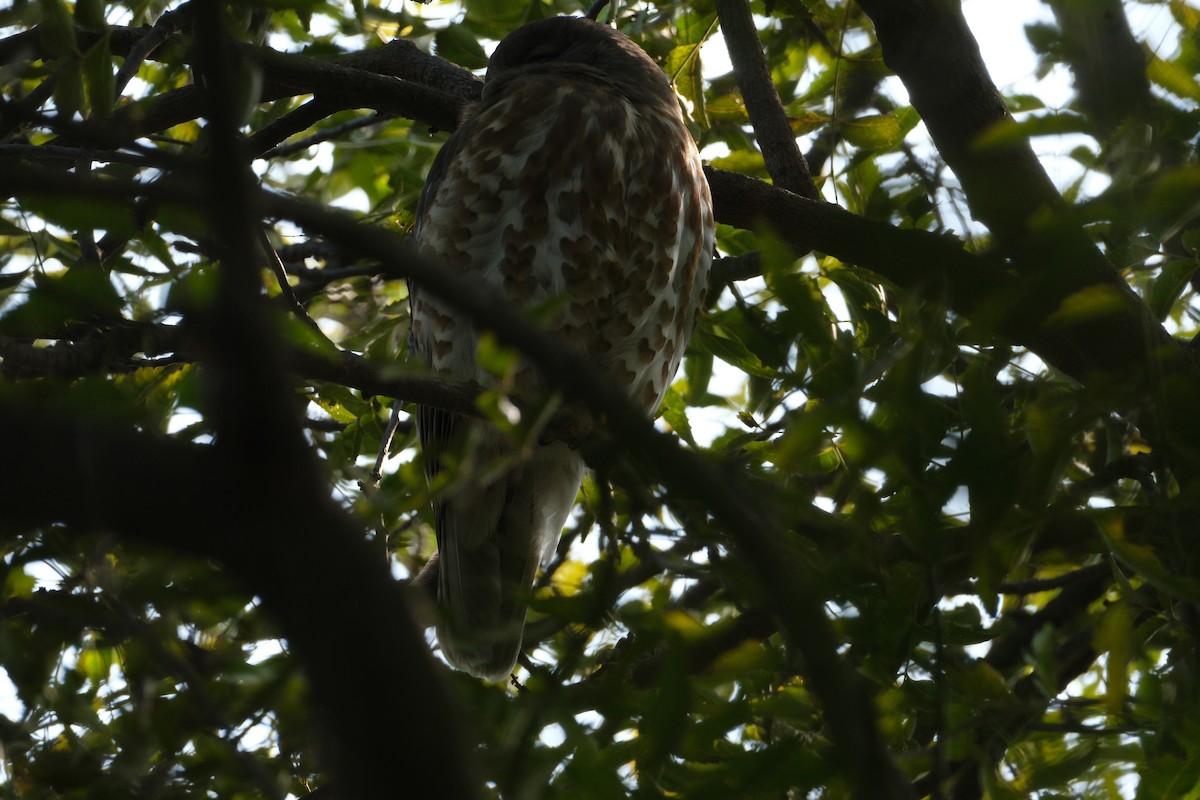 Brown Boobook - ML650438422