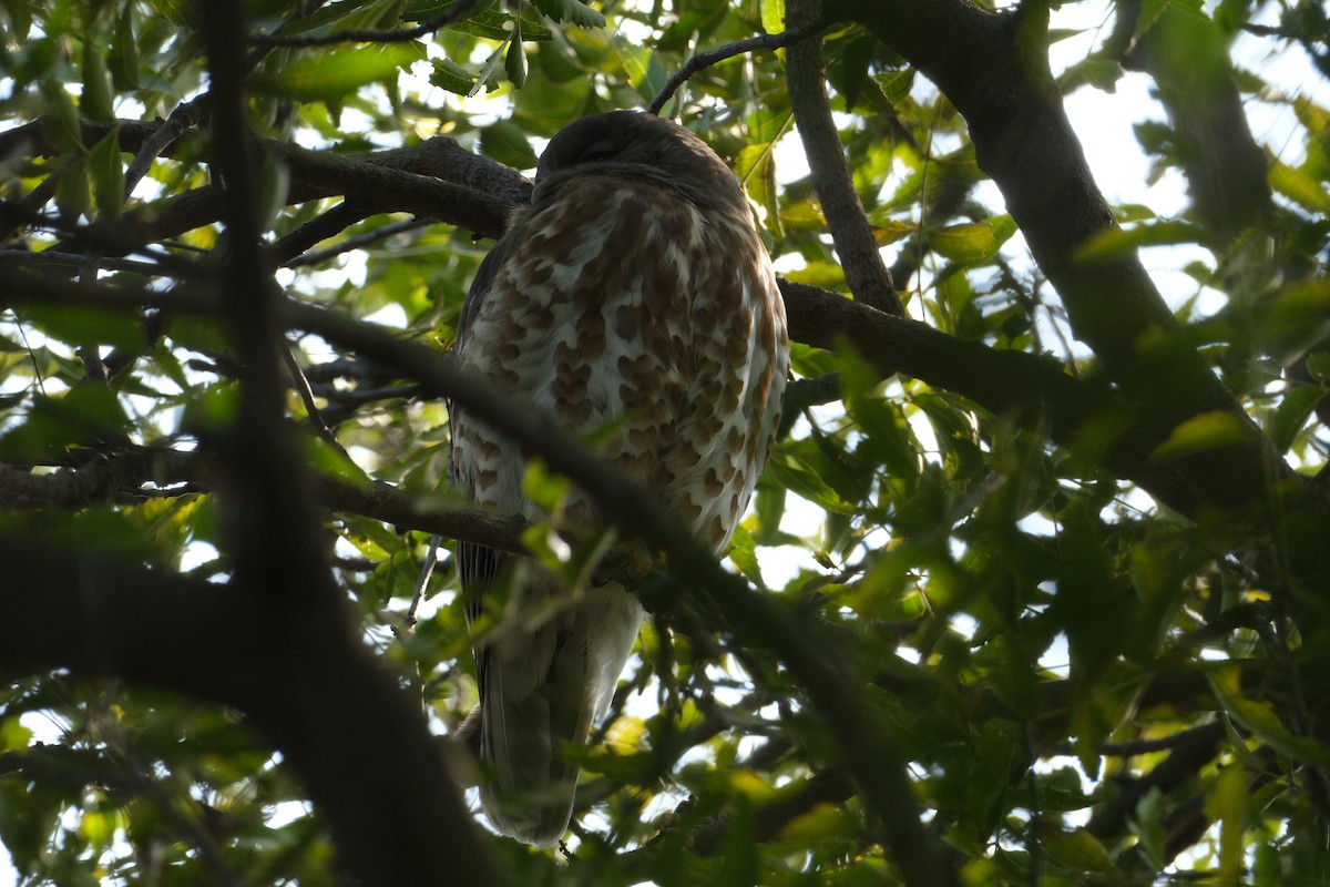 Brown Boobook - ML650438433