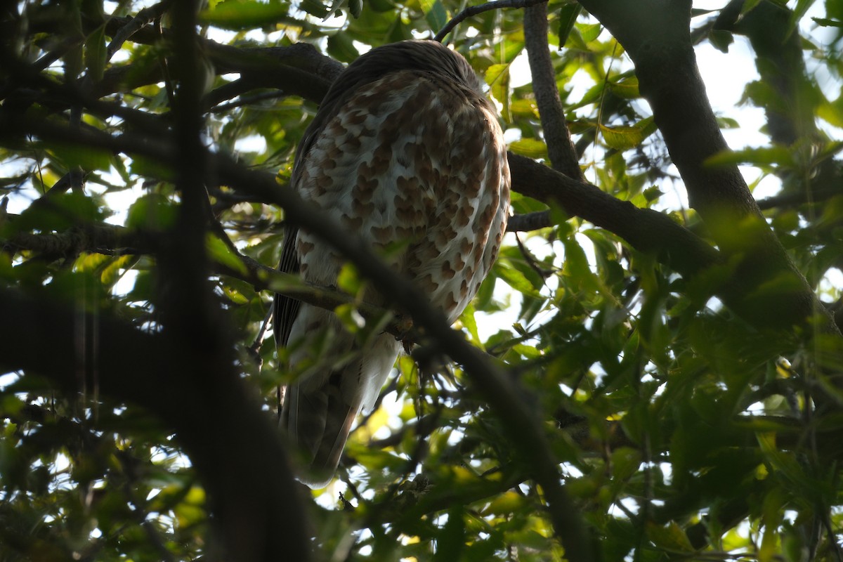 Brown Boobook - ML650438456