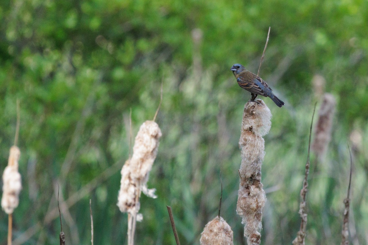 Mavi Çinte - ML650438464