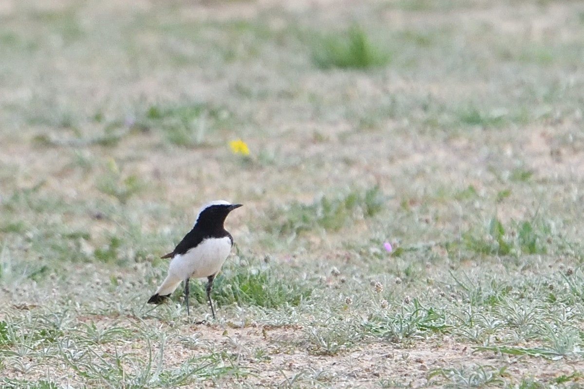 Finsch's Wheatear - ML650438504