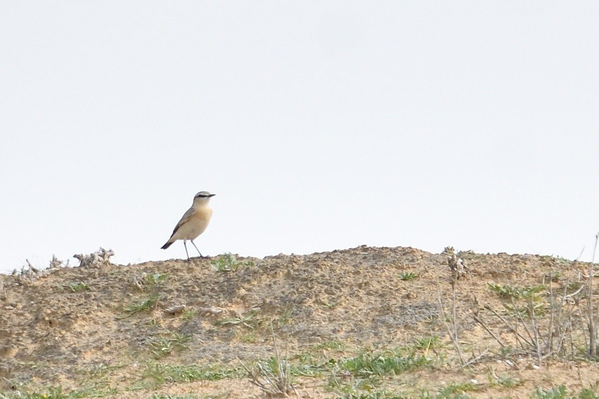 wheatear sp. - ML650438507