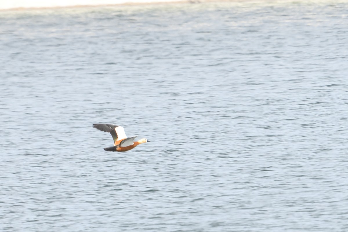 Ruddy Shelduck - ML650438544