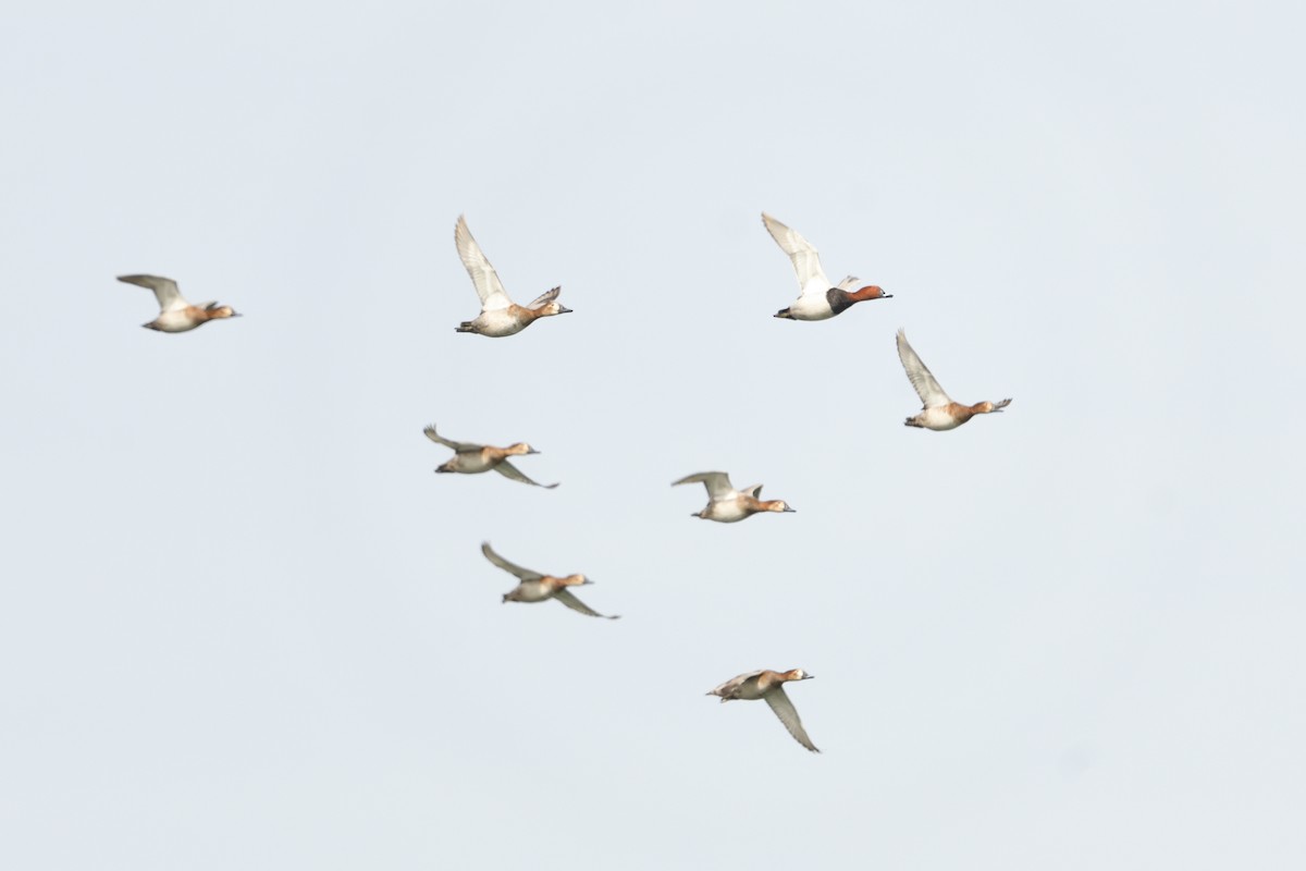 Common Pochard - ML650438562