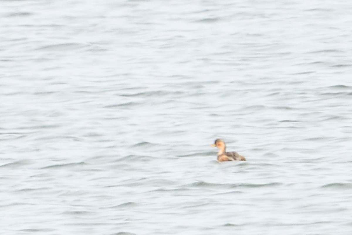 Little Grebe - ML650438574