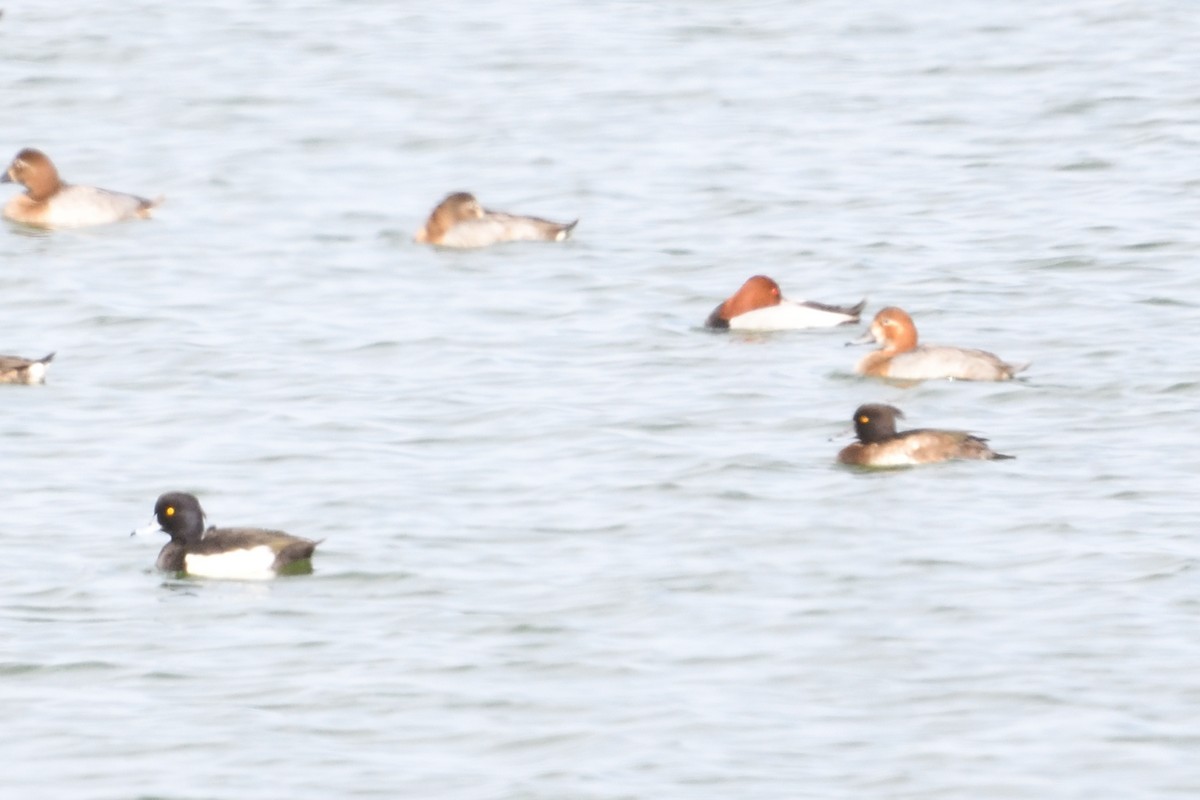 Tufted Duck - ML650438575