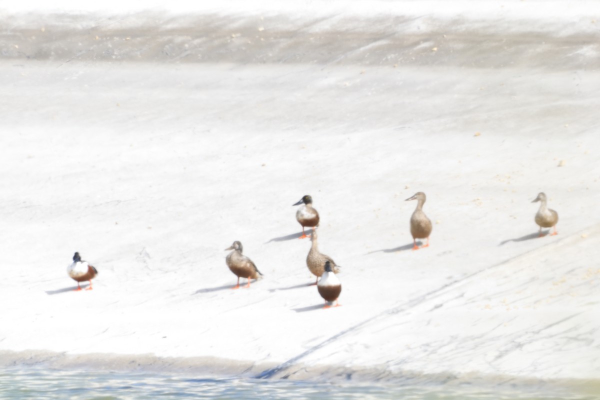 Northern Shoveler - ML650438578