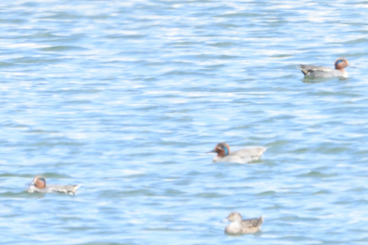 Green-winged Teal (Eurasian) - ML650438581
