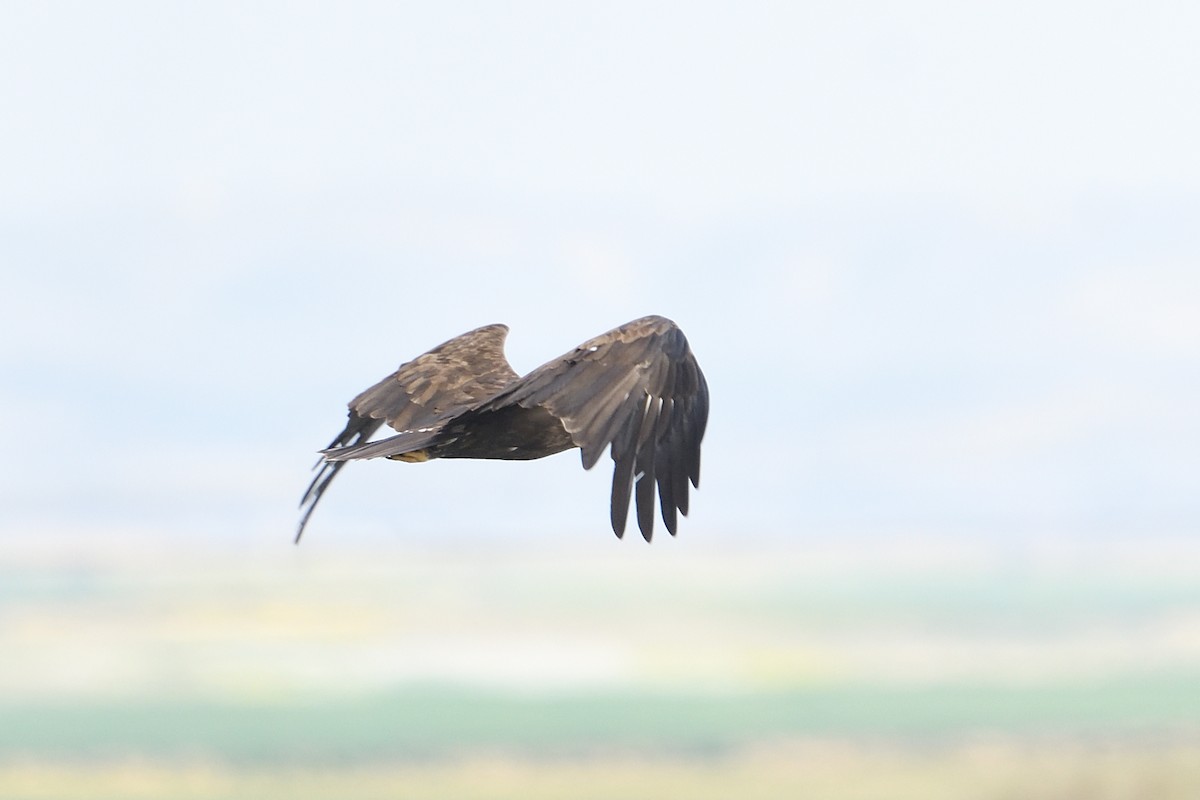 Greater Spotted Eagle - ML650438590