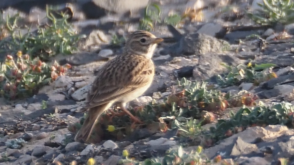 Stummellerche - ML650438622