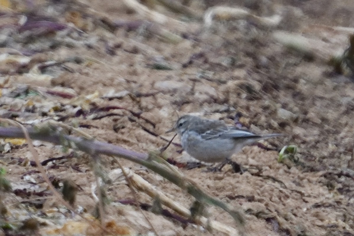 Water Pipit - ML650438634