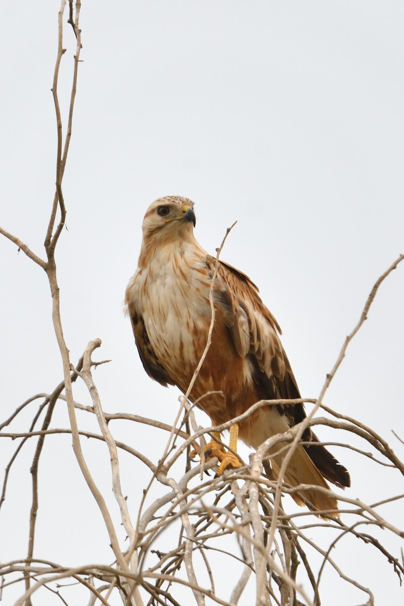 Long-legged Buzzard (Northern) - ML650438645