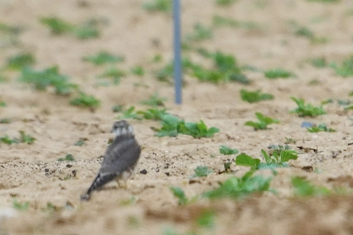 Merlin - ML650438647